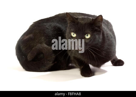 Schwarze Katze in verschiedenen Positionen. Stockfoto