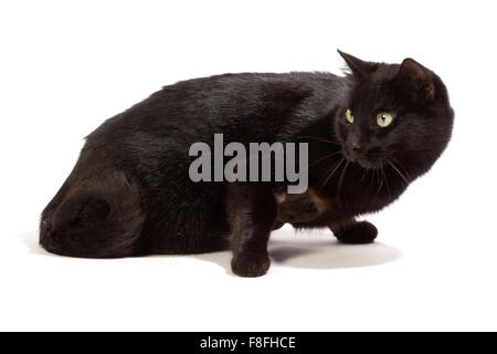 Schwarze Katze in verschiedenen Positionen. Stockfoto