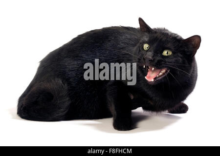 Schwarze Katze in verschiedenen Positionen. Stockfoto