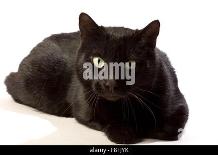 Schwarze Katze in verschiedenen Positionen. Stockfoto