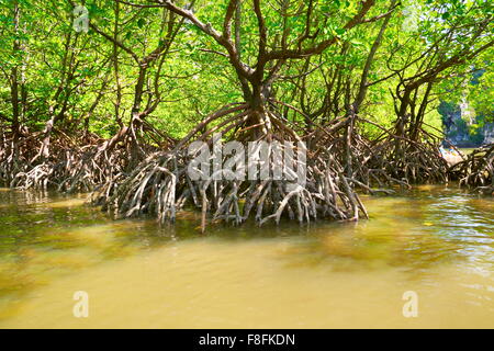 Thailand - Krabi Provinz, Mangrovenwald, Küste Phang Nga Bay Stockfoto