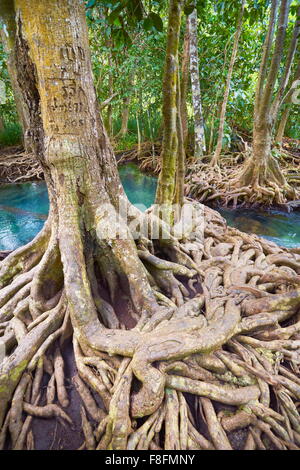 Thailand - Mangrovenwald im Tha Pom Khlong Song Nam National Park Stockfoto