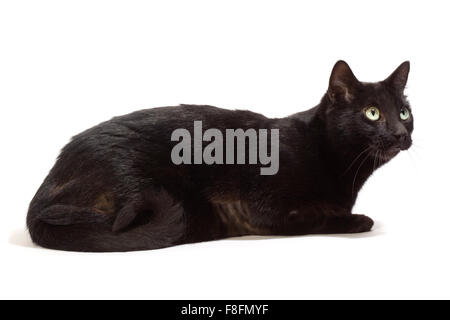 Schwarze Katze in verschiedenen Positionen. Stockfoto