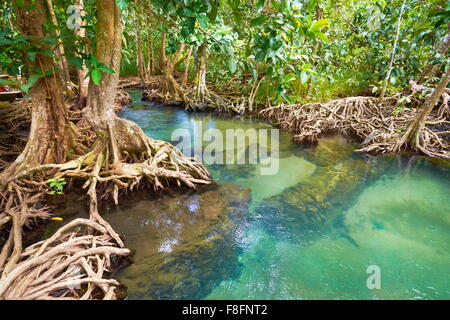 Thailand - Krabi Provinz, Mangrovenwald im Tha Pom Khlong Song Nam National Park Stockfoto