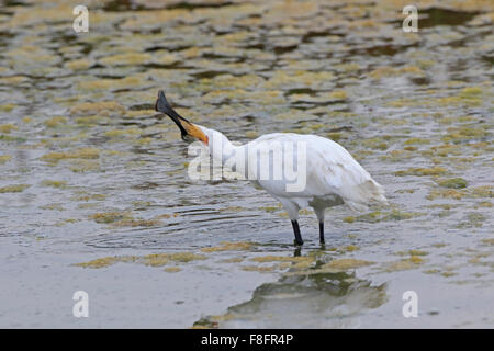 Erwachsenen eurasische Löffler in Winterfütterung in Salzpfanne in Portugal Stockfoto