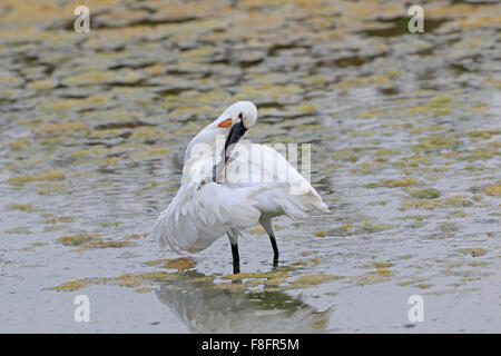 Erwachsenen eurasische Löffler im Winter putzen in Salzpfanne in Portugal Stockfoto