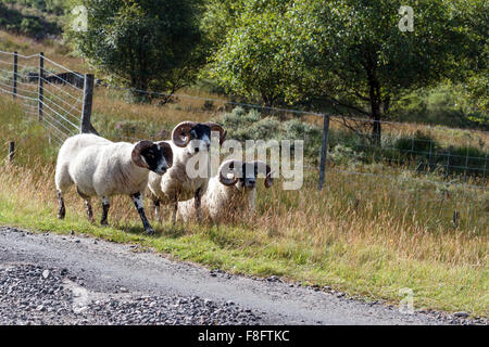 Drei sonnendurchflutete Scottish Blackface Schafe wandern am Straßenrand in einem schottischen Glen Stockfoto