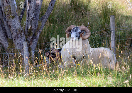 Sonnendurchflutetes Scottish Blackface Schafe stehen durch einen Zaun in einem schottischen Glen Stockfoto