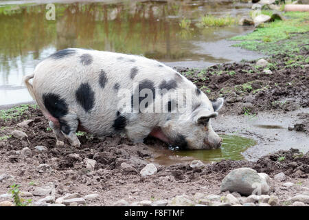 Gloucestershire alten Punkt Schwein trinken Form einem schlammigen Wasserbecken Stockfoto