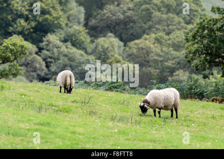 Scottish Blackface Schafe grasen auf einer schottischen Wiese Stockfoto