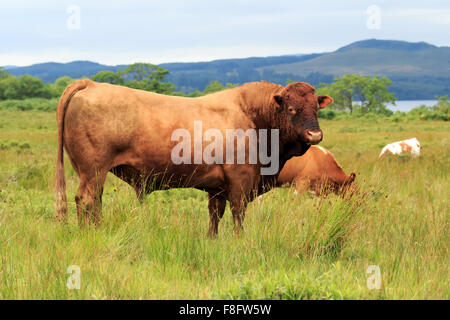 Braun Dexter Bull stehen im Feld in den schottischen Highlands Stockfoto