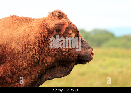 Profil eines braun Dexter Bull Kopf stehenden Gebiet in den schottischen Highlands Stockfoto