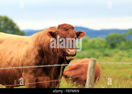 Braun Dexter Bull stehen im Bereich von Zaun in den schottischen Highlands Stockfoto