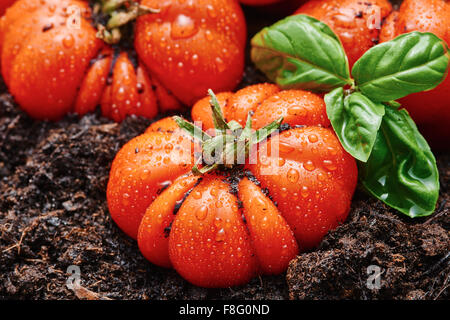 Frisch geerntete Tomaten geben Corleone für Sauce auf alten Holztisch und Boden Stockfoto