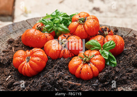 Frisch geerntete Tomaten geben Corleone für Sauce auf alten Holztisch und Boden Stockfoto