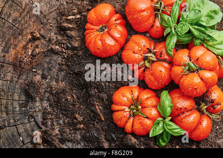 Frisch geerntete Tomaten geben Corleone für Sauce auf alten Holztisch und Boden, Text-Raum auf der linken Seite Stockfoto