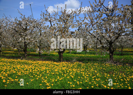 Kirschblüte in Jork, Altes Land, Olds Land, Niedersachsen, Deutschland, Europa Stockfoto