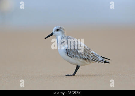 Sanderling im Winterkleid an einem Strand in Portugal Stockfoto