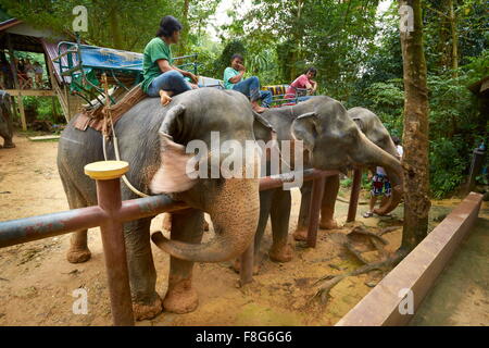 Thailand - Khao Lak Nationalpark, Elefanten warten auf Touristen Stockfoto