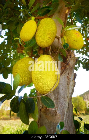 Thailand - tropische asiatische Brotfrucht wachsen in freier Wildbahn Stockfoto