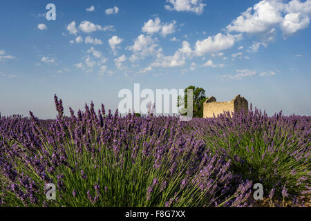 Lavendel, Feld, Lavandula Angustifolia, Plateau de Valensole, Frankreich, Provence-Alpes-Cote d ' Azur, Frankreich Stockfoto