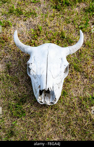 Bison Schädel Stockfoto