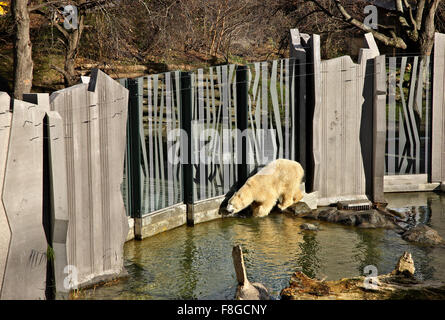 Eisbär im Zoo (Tiergarten) von Schloss Schönbrunn, Wien, Österreich. Stockfoto