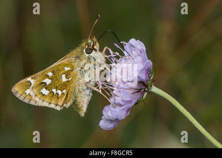 Silber-spotted Skipper (Hesperia Komma) Nectaring auf Witwenblume Stockfoto