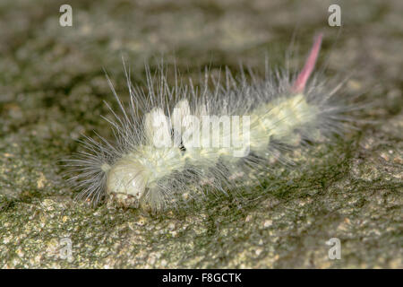 Blasse Tussock Moth (Calliteara Pudibunda) Raupe Stockfoto