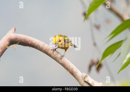 Goldene Voegel (Tangara Arthus) thront auf einem Ast in Tandayapa Tal, Ecuador. Stockfoto