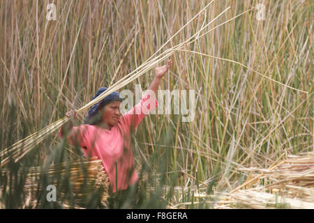 Frau in Ecuador Totora, verwendet, um Boote (Balsas) die mitgelieferte getrocknete Pflanze Schilf zu sammeln. Stockfoto