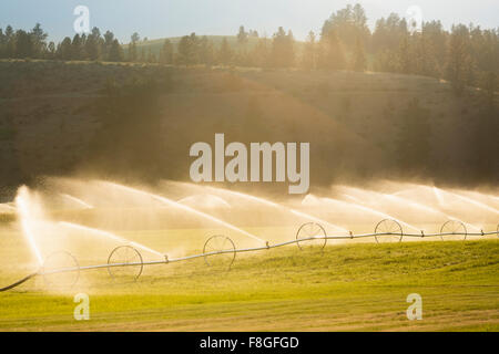 Bewässerungssystem Bewässerung Pflanzen in Feld-Hof Stockfoto