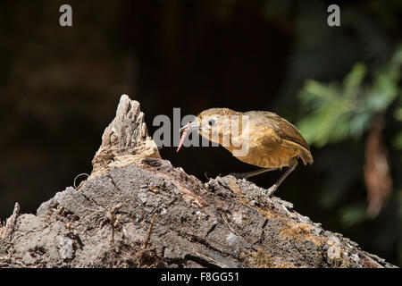 Die gelbbraunen Antpitta findet sich in Kolumbien, Ecuador und Peru. Ihr Lebensraum sind tropische oder subtropische feuchte montane Stockfoto