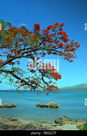 Akazie Blüte mit orange Blüten kontrastieren mit einem blauen Himmel an der felsigen Küste in La Boca in der Nähe von Trinidad Kuba Stockfoto