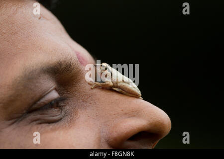 Kleiner Frosch mit goldenen Augen sitzen in der Nase Stockfoto