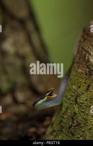 Dendrelaphis Tristis ist eine lange, schlanke Schlange mit einem spitzen Kopf und eine Bronze gefärbte Linie laufen über den Rücken. Stockfoto