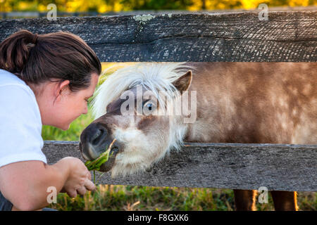 Junge Frau füttert Rasen, Shetland Pony auf einer Farm in Kentucky Stockfoto