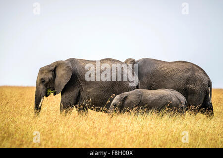 Elefanten und Kalb in Savanne wandern Stockfoto