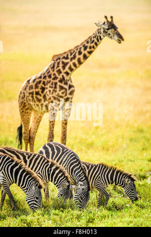 Giraffen und Zebras grasen in Savanne Stockfoto