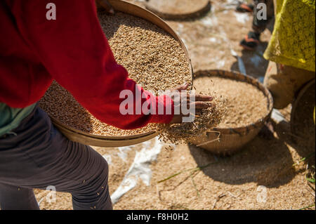 Bauern ernten Reis im ländlichen Bereich Stockfoto