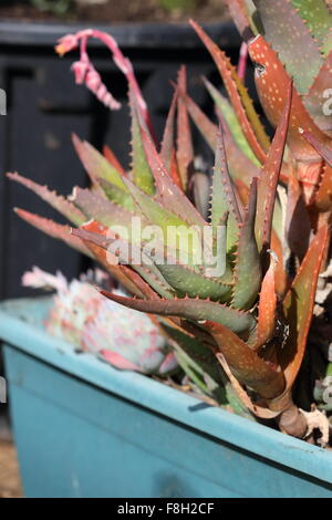 Aloe-Pflanzen im Topf Stockfoto