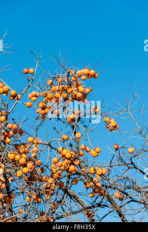 Kaki Früchte auf dem Baum Stockfoto