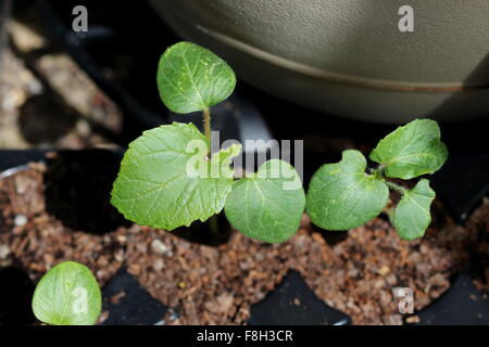 Okra-Sämlinge im Keimling tray Stockfoto