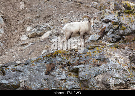 Eine Bighorn Schafe Ram steht auf einer Klippe auf Miller Butte in das National Elk Refuge in Jackson Hole, Wyoming. Stockfoto