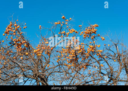 Kaki Früchte auf dem Baum Stockfoto