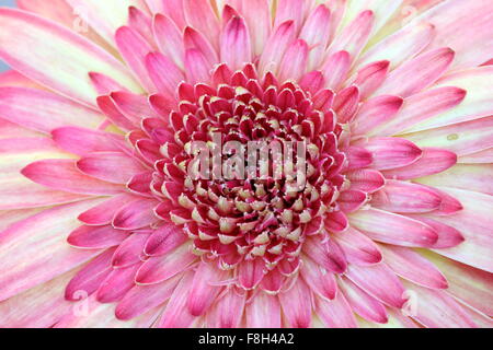 Nahaufnahme von Gerbera Jamesonii - Farbe platzen Stockfoto