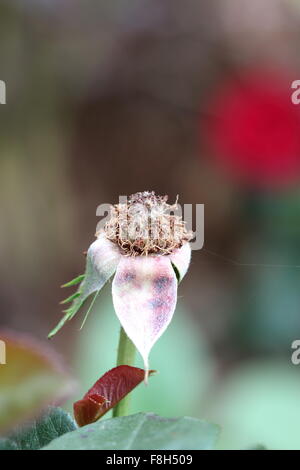 Nahaufnahme einer sterbenden Rose mit Staubfäden und keine Blütenblätter Stockfoto