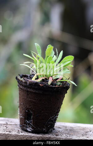 Neue sprießen Statice Limonium Sämlinge in biologisch abbaubaren Topf Stockfoto