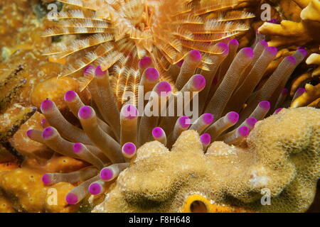 Tentakel der riesigen Anemone unter Wasser zwischen Korallen und ein Staubwedel Wurm, Karibik, Mexiko Stockfoto