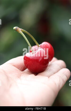 Nahaufnahme von Hand halten Kirsche Lapins Früchte in der hand Stockfoto